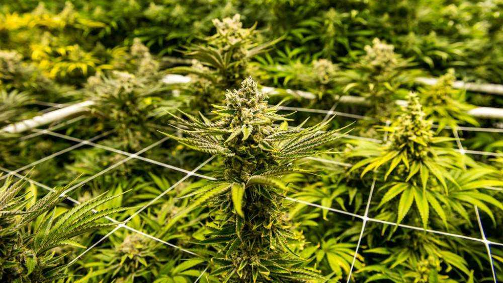 Cannabis could save us from Coronavirus Photograph