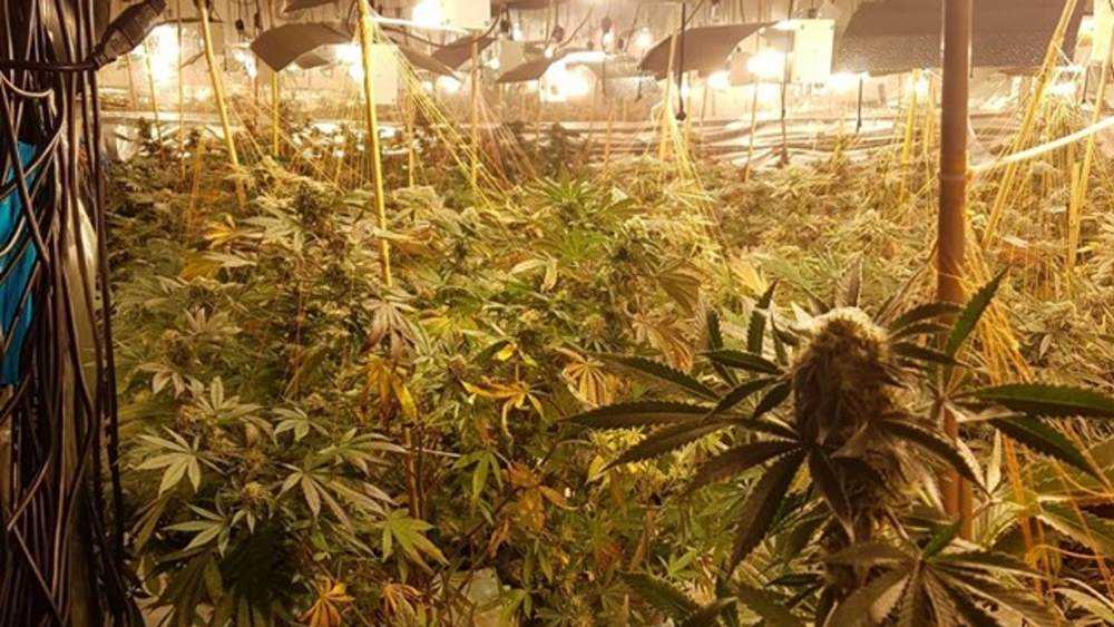 £1,000,000 skunk farm found in abandoned nightclub Photograph